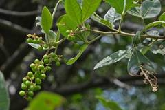 Searsia pyroides pyroides