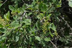 Searsia pyroides pyroides