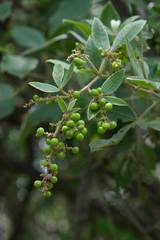 Searsia pyroides pyroides