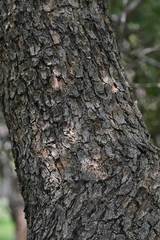 Searsia pyroides pyroides