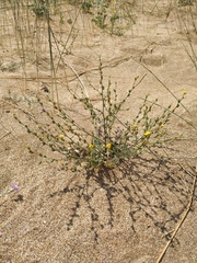 Verbascum pinnatifidum