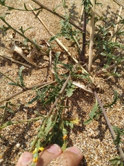 Verbascum pinnatifidum