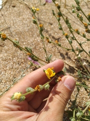 Verbascum pinnatifidum
