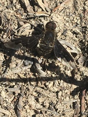 Hemipenthes morioides