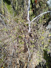 Adenophyllum speciosum