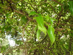 Ficus tremula