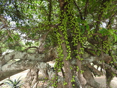 Ficus tremula