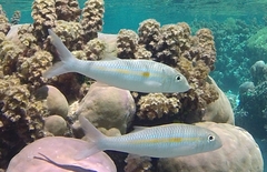 Mulloidichthys flavolineatus
