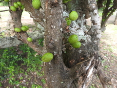 Ficus tremula