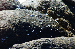 Echinolittorina modesta