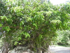 Ficus tremula