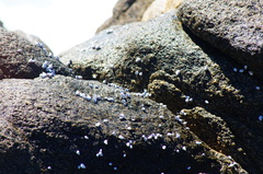 Echinolittorina modesta