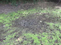 Sus scrofa cristatus