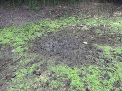 Sus scrofa cristatus