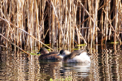 Tachybaptus ruficollis