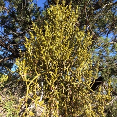 Phoradendron minutifolium