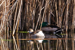 Tachybaptus ruficollis