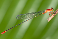 Teinobasis rufithorax