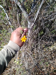 Adenophyllum speciosum