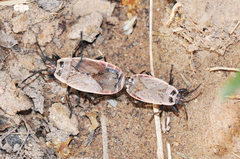 Pyrrhocoris sibiricus