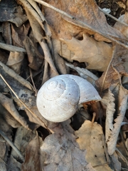 Helix pomatia