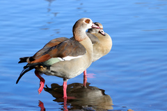 Alopochen aegyptiaca