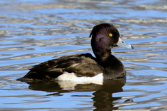 Aythya fuligula