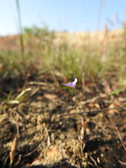 Utricularia hirta
