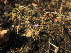 Utricularia hirta