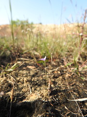 Utricularia hirta