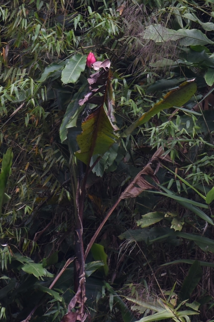 Musa splendida (Musa splendida)