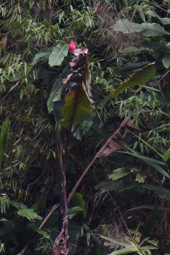 Elusive banana (Musa splendida)