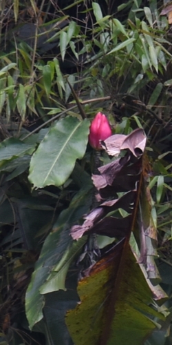Image of Musa splendida by (c) Zac Peterson, some rights reserved (CC BY)