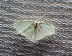 Comostolopsis stillata