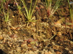 Drosera burmanni