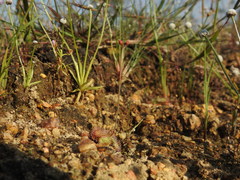 Drosera burmanni