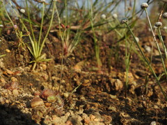 Drosera burmanni