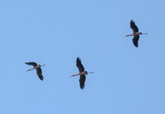 Mycteria leucocephala