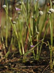 Utricularia hirta