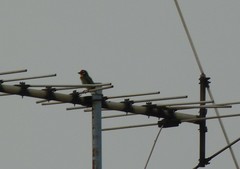 Psilopogon haemacephalus