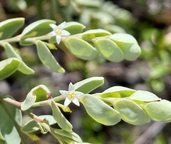 Olax phyllanthi