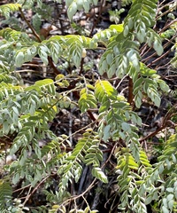 Olax phyllanthi