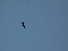 Mycteria leucocephala