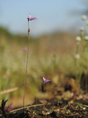 Utricularia hirta