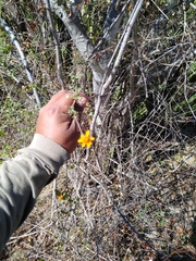 Adenophyllum speciosum