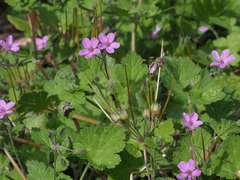 Erodium chium