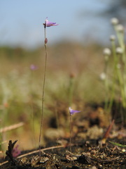 Utricularia hirta