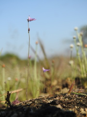 Utricularia hirta