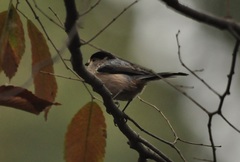 Aegithalos glaucogularis