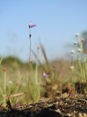 Utricularia hirta
